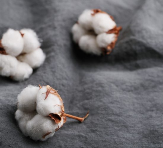 cotton-flowers cotton-flowers